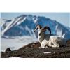 Image 1 : Foster’s Taxidermy Inc. Dall Sheep Shoulder mount