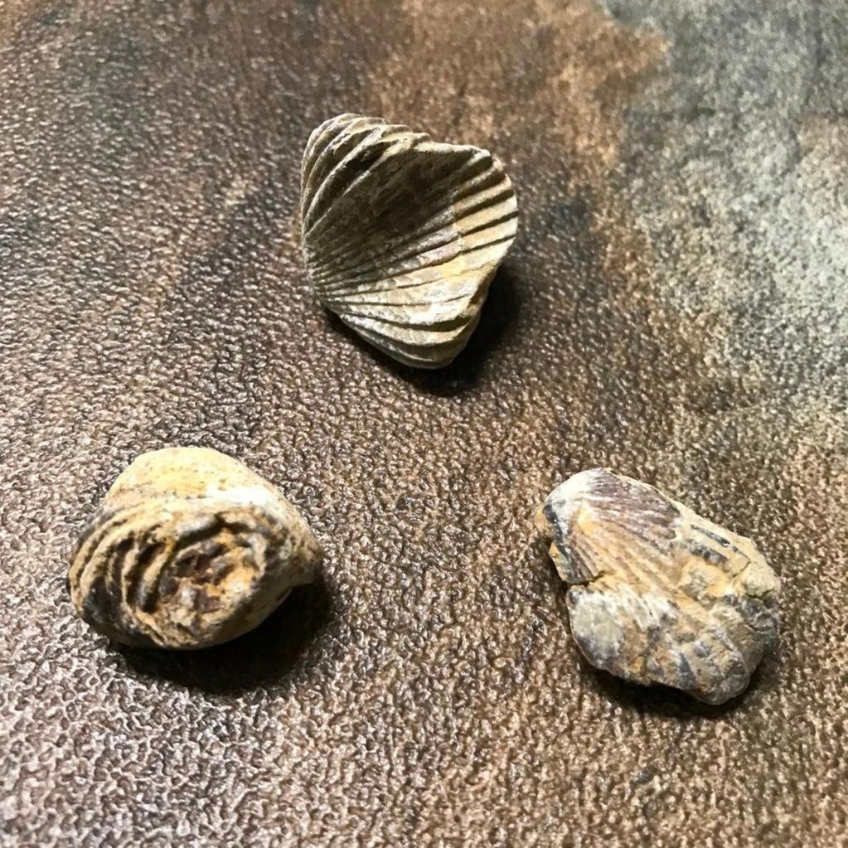 Prehistoric Marine Animal Fossils, 240 545 Million Year Old Brachiopods