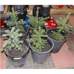 LOT OF 5 - 10" SPRUCE TREES