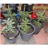 Image 1 : LOT OF 5 - 10" SPRUCE TREES