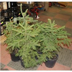 LOT OF 5 - 24" SPRUCE TREES