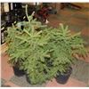 Image 1 : LOT OF 5 - 24" SPRUCE TREES
