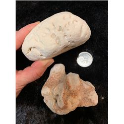 TWO FOSSIL CORAL