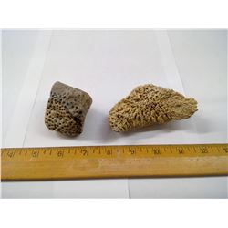 TWO FOSSIL SPONGES
