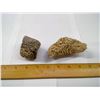 Image 1 : TWO FOSSIL SPONGES