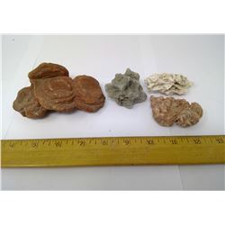 SANDFLOWERS AND DESERT ROSE