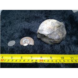 2 Ammonites - Natural, Cut, and Polished