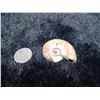 Image 2 : 2 Ammonites - Natural, Cut, and Polished