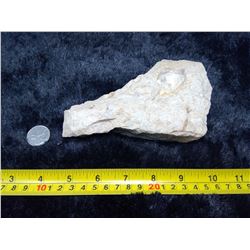 Seashell Fossil - Multiple