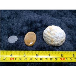 1 Fossil Coral - Specimen and Polished Cabochon