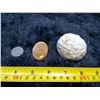 Image 1 : 1 Fossil Coral - Specimen and Polished Cabochon