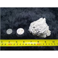 1 Fossil Coral - Specimen and Polished Cabochon