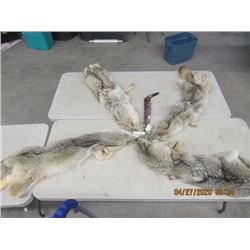 HHH - 4 Tanned Coyote Hides & 1 Mink Hide