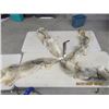 Image 1 : HHH - 4 Tanned Coyote Hides & 1 Mink Hide