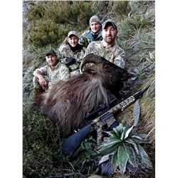 New Zealand: 5 Day Himalayan Bull Tahr for 1 hunter, includes 1 Trophy Thar