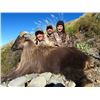 Image 3 : New Zealand: 5 Day Himalayan Bull Tahr for 1 hunter, includes 1 Trophy Thar