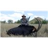 Image 1 : South Africa: 5-day South Africa Sable Hunt for 2 Hunters / Includes 2 Sable