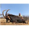 Image 4 : South Africa: 5-day South Africa Sable Hunt for 2 Hunters / Includes 2 Sable