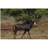 Image 6 : South Africa: 5-day South Africa Sable Hunt for 2 Hunters / Includes 2 Sable