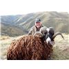 Image 2 : New Zealand:  4 Day, 2 Hunters Guided Hunt for 1 Red Stag and 1 Arapawa Ram each.