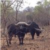 Image 3 : South Africa: 10 Day Plains Game Safari for 2 Hunters / Includes 1 Cape Buffalo and 1 Sable Bull