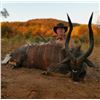 Image 7 : South Africa: 10 Day Plains Game Safari for 2 Hunters / Includes 1 Cape Buffalo and 1 Sable Bull