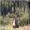 Image 2 : Argentina: 6 Day Red Stag Hunt for 1 hunter. Includes 1 red stag, 1 wild boar & 1 Day dove hunting