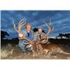 Image 3 : Argentina: 6 Day Red Stag Hunt for 1 hunter. Includes 1 red stag, 1 wild boar & 1 Day dove hunting