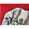 Image 2 : Hand painted chinese plate bird