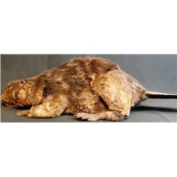 Zombeavers (2014) - Life-Size Zombie Beaver