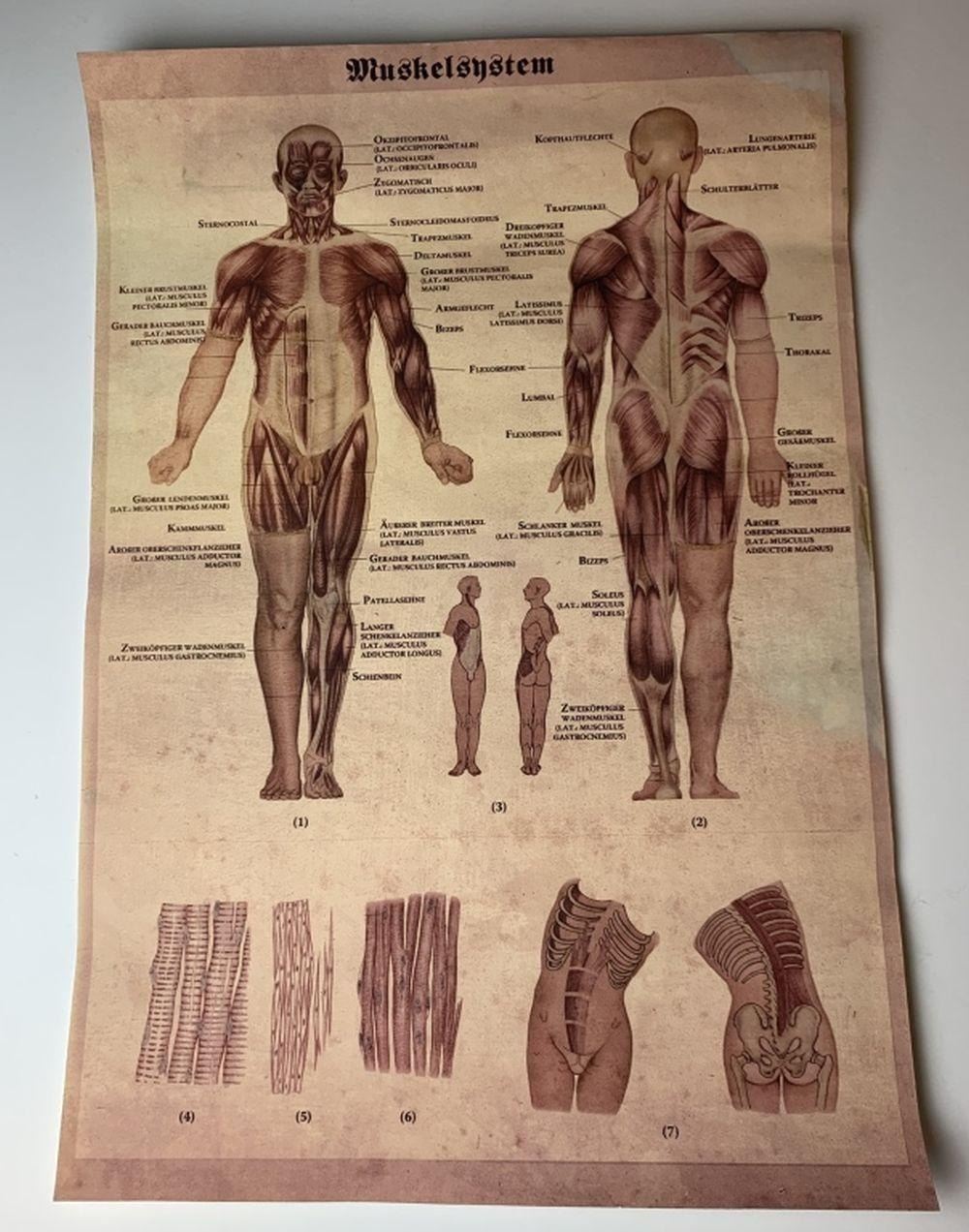 Captain America The First Avenger (2011) Dr. Zola Anatomy Poster Prop