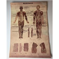 Captain America: The First Avenger (2011) - Dr. Zola Anatomy Poster Prop