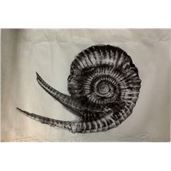 Alien: Covenant (2017) - Screen Used Artwork from Davids Room (Michael Fassbender) - Pointy Shell