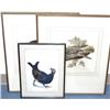 Image 1 : GROUP OF 3 BIRD STUDIES