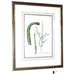 WEINMANN COLORED ENGRAVING