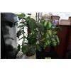 Image 1 : 2 ARTIFICIAL PLANTS