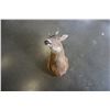 Image 1 : TAXIDERMY DEER HEAD