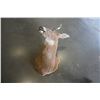 Image 2 : TAXIDERMY DEER HEAD