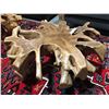 Image 2 : TEAK ROOT COFFEE TABLE 41" DIAMETER