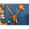Image 2 : TEAK ROOT DEER HEAD SCULPTURE - APPROX 34"H X 19" X 24" MSRP $466