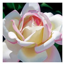 Brian Davis, "Single Cherry Parfait Rose" Limited Edition Giclee on Canvas, Numbered and Hand Signed