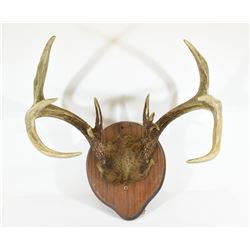 Deer Antler Mount