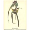 Image 2 : c1946 Audubon Print, #30 Pine Warbler