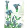 Image 1 : 1920's Gentian Garden Flower Color Lithograph Print