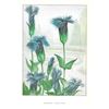 Image 2 : 1920's Gentian Garden Flower Color Lithograph Print