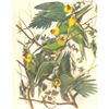 Image 1 : c1946 Audubon Print, #26 Carolina Paroquet