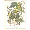 Image 2 : c1946 Audubon Print, #26 Carolina Paroquet