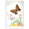 Image 2 : 1920's Violet Tip Butterfly Color Lithograph Print