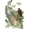 Image 1 : c1946 Audubon Print, #91 Broad-Winged Hawk