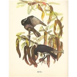 c1950 Audubon Print, Fish Crow